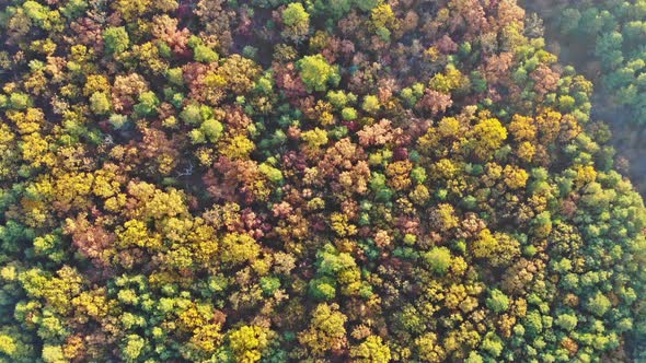 Aerial Drone View Autumn Mixed Forest Yellow Deciduous Trees alt