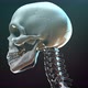 Skeleton Skull - VideoHive Item for Sale