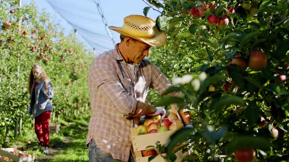 In Front of the Camera Old Man Farmer Collecting alt