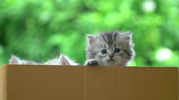 Cute Persian Kitten Playing In A Box alt