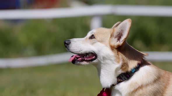 Owner of corgi dog gives treat for performing trick, close-up. Portrait of a cute corgi dog that eat alt