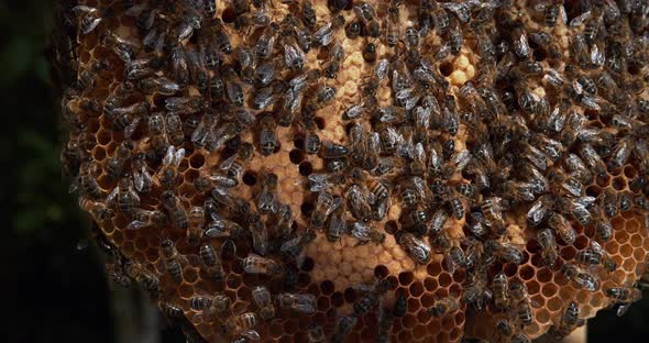 European Honey bee, Apis mellifera, Bees working on a Wild Ray, Natural Brood, Normandy alt