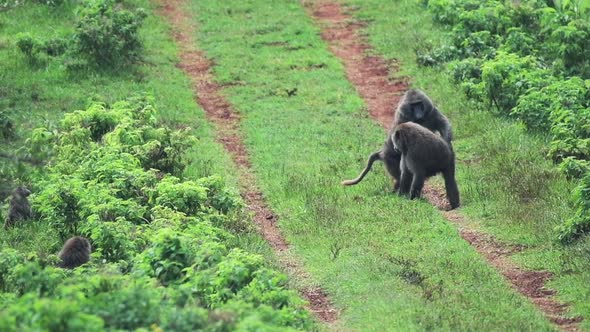 A Pair Of Baboons Mating And Run In The Green Grassland At Aberdare National Park In Kenya - High An alt