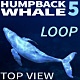 Humpback Whale 5 - VideoHive Item for Sale