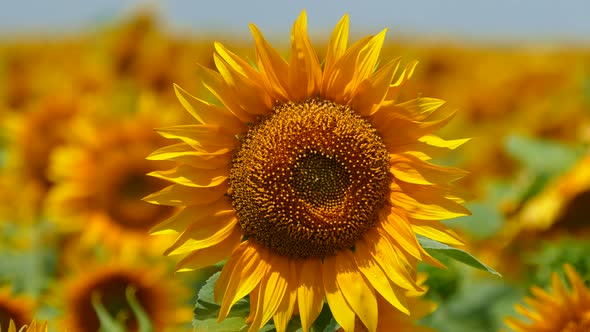 Beautiful Sunflower Flower on the Background of a Yellow Field