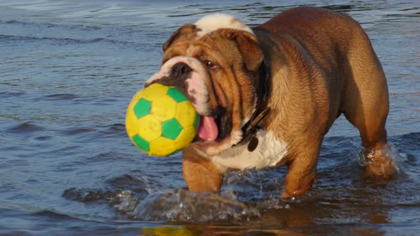 Young English Bulldog Playing With Toy Ball in the Sea Water