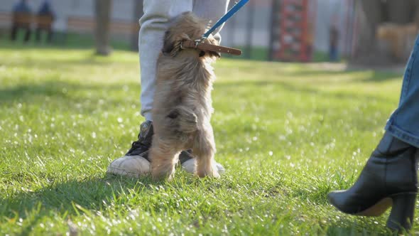 Puppy with Short Fair Fur Plays on Green Lawn Near Owners alt