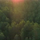 Green Forest at Sunrise Aerial View - VideoHive Item for Sale