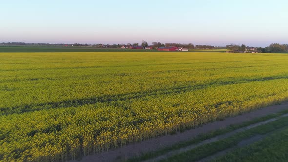 Drone Shot of Rapeseed Field and Farm