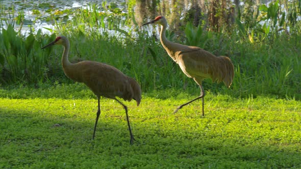 Sandhill Cranes Family Feed Near Lake