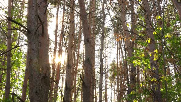 Sunny Ray In The Woods 3 alt