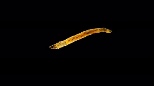 Insect Larva Worm-shaped, Under a Microscope, Was Found in Moss alt