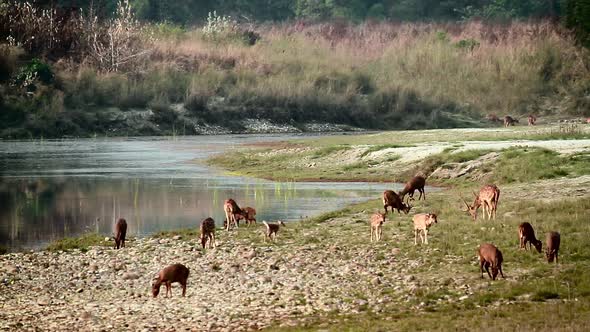 Spotted Deer and hog deer in Bardia national park, Nepal alt