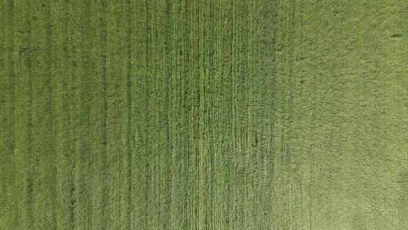 Aerial View of Green Agricultural Field on Sunny Day and Young Wheat Ears Waving in Wind alt