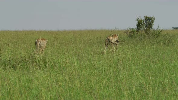Cheetahs walking in the savannah alt