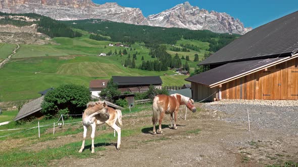 Brown Grazing Horses on Horse Farm at Summer Day Day Near Fence, Dolomites, Italy