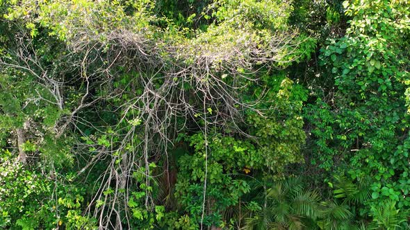 Stunning landscape of Amazon Forest at Amazonas State Brazil. alt