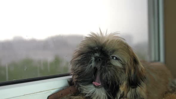 Cute Little Beige Dog Sits Near Window and Looks at Rain alt