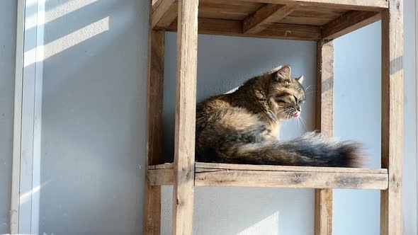 Cute Persian Cat Lying And Cleaning Body Under Sunlight alt