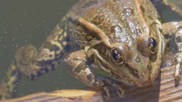 Macro shot of wild frog holding with hands on wood and hanging legs in water alt