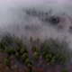 Aerial Camera Pointing Down At Mountain Pine Forest Covered in Fog - VideoHive Item for Sale