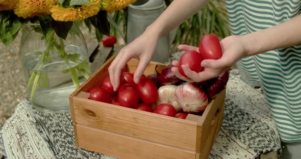 Female Hands are Sorting Tomatoes in a Box of Vegetables