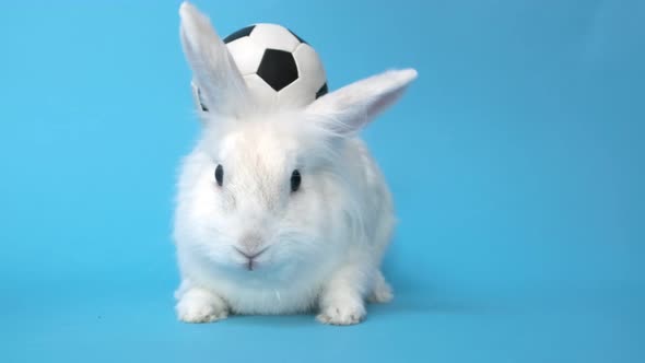 White Rabbit and Soccer Ball on Blue Background