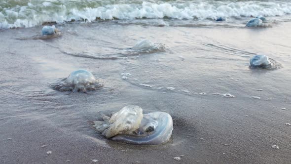 Dead Jellyfish Lie on a Sandy Shore Signed By Water on the Sea of Azov alt