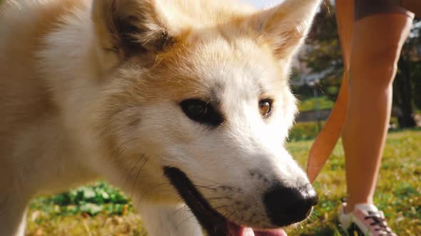 Akita-Inu, young dog portrait outdoors