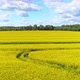 Rapeseed Canola Field Aerial Shot - VideoHive Item for Sale