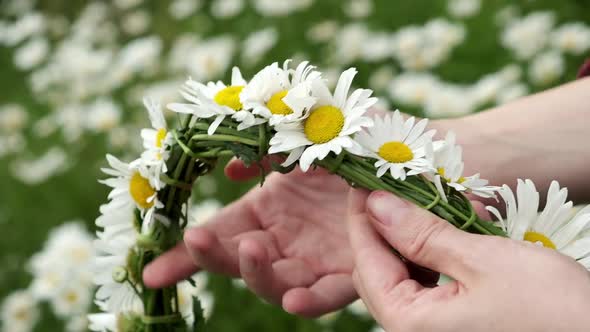 Women's Hands Make a Wreath of Daisies on the Field