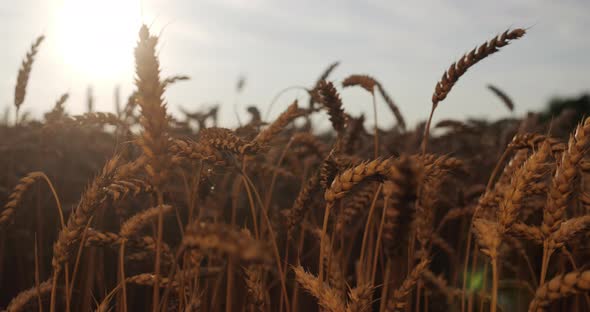 Wheat Ears At Sunset. Close Up