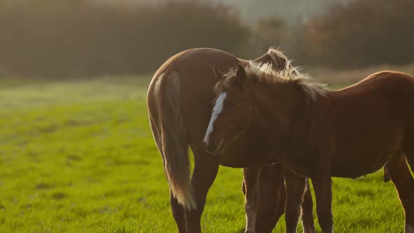 General Shot of the Silhouettes of Brown Horses Grazing in Green Meadow in Rays of Dawn Yellow Sun alt
