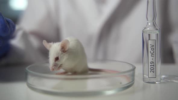 Testing of the Covid19 Vaccine in a White Experimental Mouse