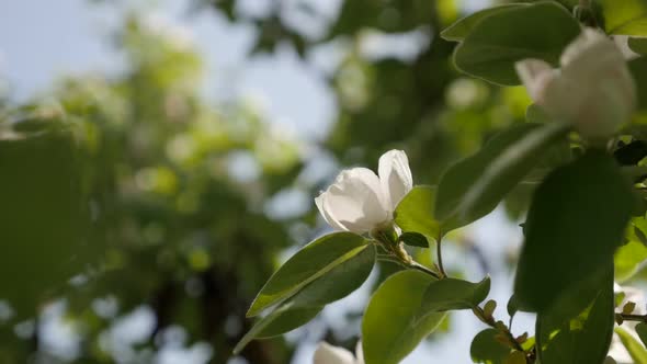 Daily scene of Cydonia oblonga spring flowers slow-mo 1920X1080 HD footage - Slow motion quince tree alt