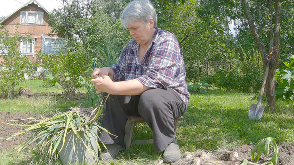 An Elderly Woman Is Peeling Garlic.