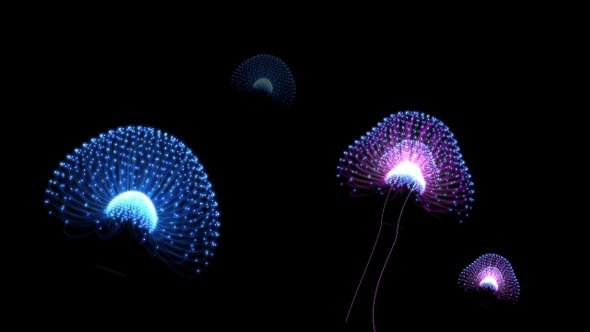 Jelly Fish Particles