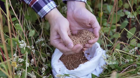 An agronomist in a buckwheat field with a bag of buckwheat in his hands. alt