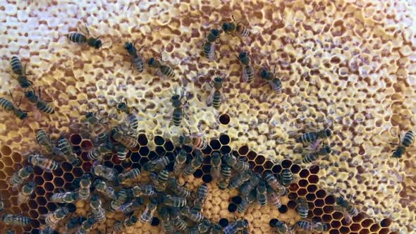 Flying Bees Collect Honey on a Private Apiary