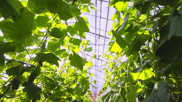 Motion Between Cucumber Plants with Ripening Vegetables