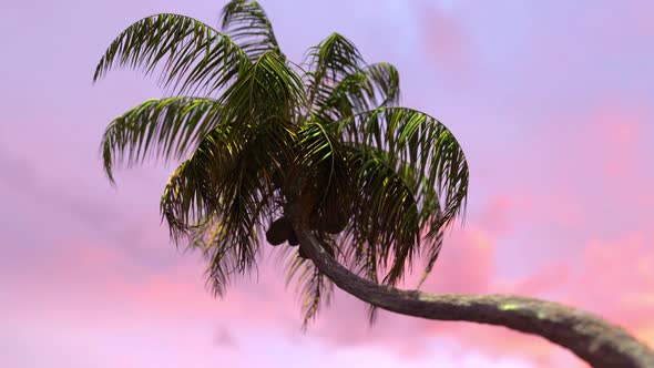 Sunset Coconut Palm