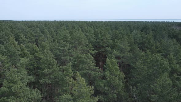 Green Pine Forest By Day Aerial View alt