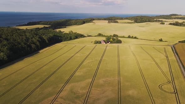 Drone Flying Over a Bright Yellow Wheat Field Near Forest and Sea alt