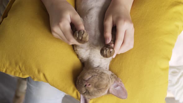 Girl Plays with Cat Lying on Yellow Pillow in Light Room