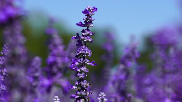 panning shot of Lavender flower with wind blow