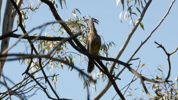 Singing Australian native Wattlebird on a gum tree. Perched on a branch along the Barwon River Geelo alt