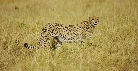 Cheetah walking in the savanna alt