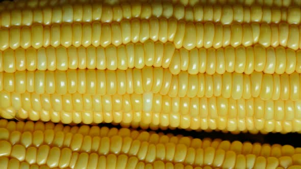 4K Footage top view fresh corn alt
