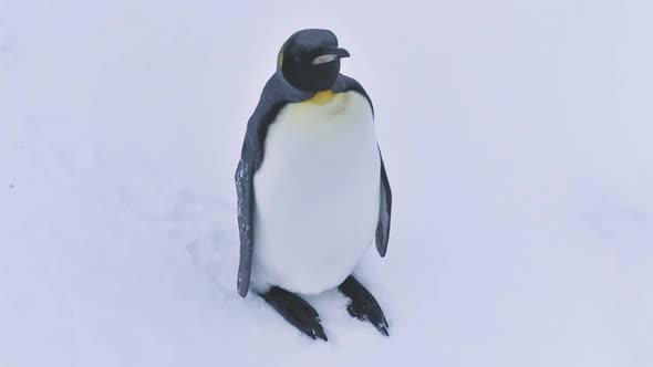 Antarctic King Penguin Wildlife Bird Close-up alt