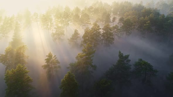 Amazing Aerial View of Pine Trees in the Morning Fog and Sun Rays Break Through the Magnificent alt